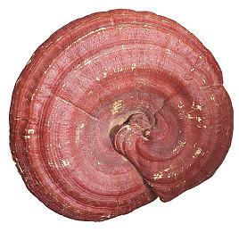 网易电竞NeXT《永劫无间》城市海选赛战罢，32支强队已集结聚窟洲！